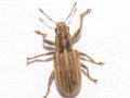 Sitona lineatus